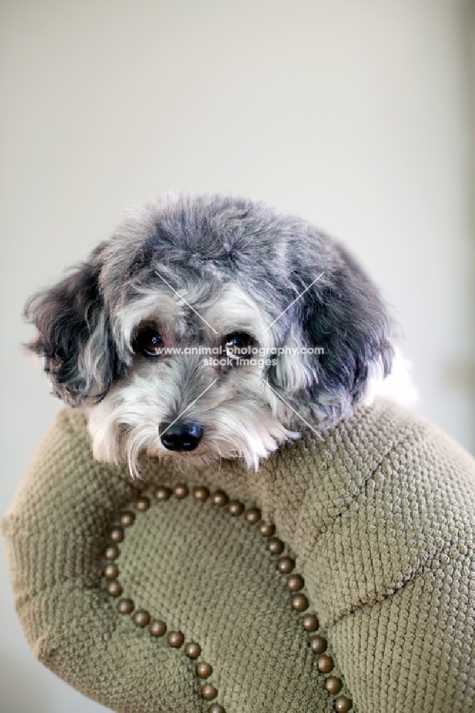 Maltipoo looking over side of chair, head down