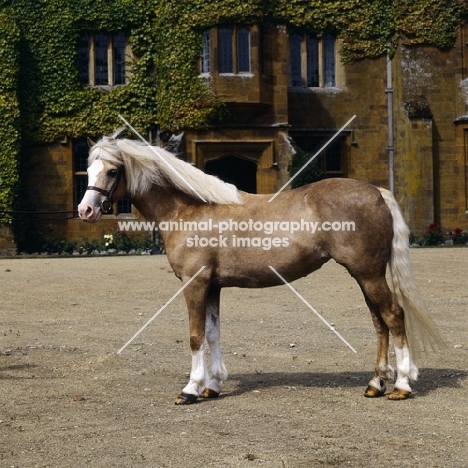 cermaes pandora, welsh mountain pony