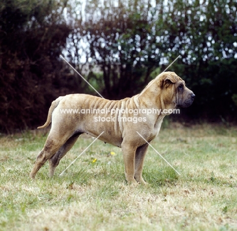 side view of shar pei