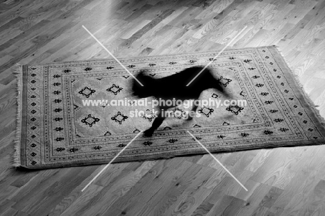 French Bulldog blurry silhouette running on patterned rug