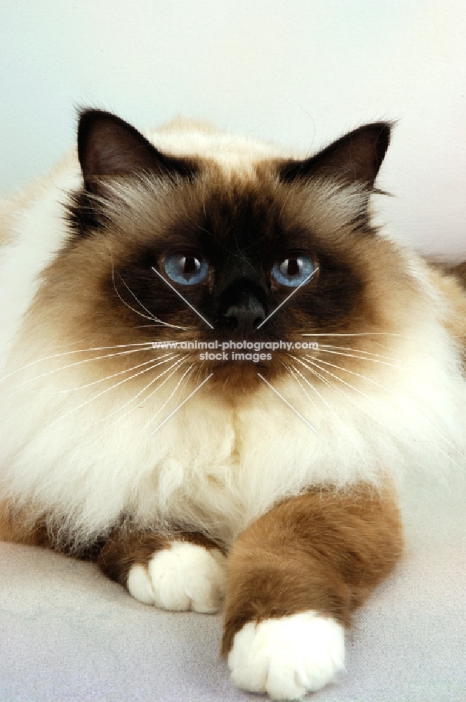 seal point birman cat, portrait