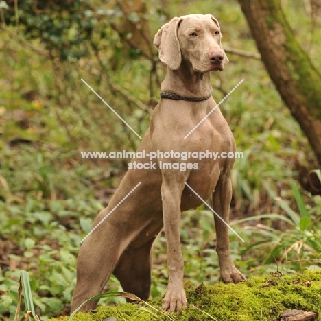 weimeraner in the woods posing on a log