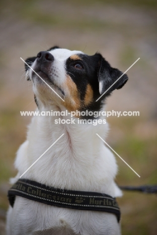 mongrel dog looking up