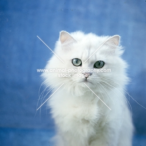 chinchilla cat not in full coat