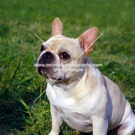 am ch pennyroyal's quiet riot,   french bulldog head and shoulder shot