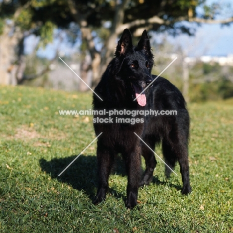 groenendael standing on grass