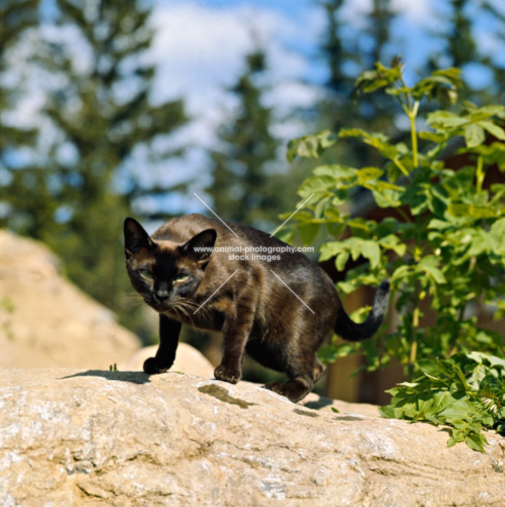 champion burmese cat walking on a rock