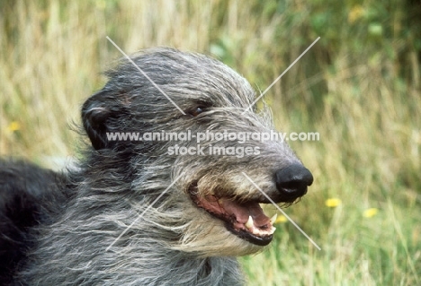 deerhound in the wind, head study