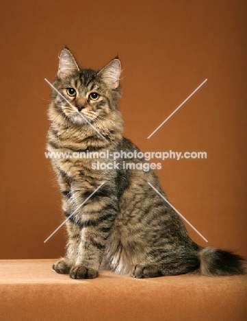 beautiful longhaired Pixie Bob cat