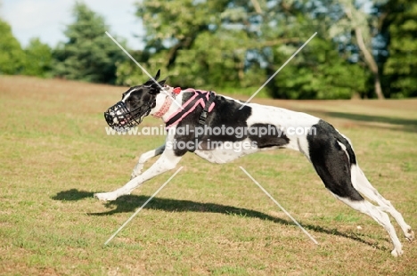 muzzled Lurcher, racing