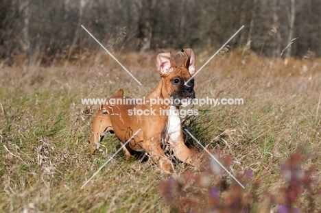 Boxer running with ears flopping up