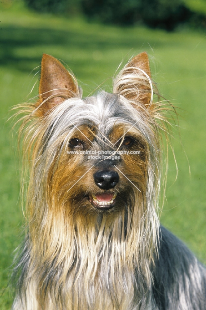 Australian Silky Terrier portrait