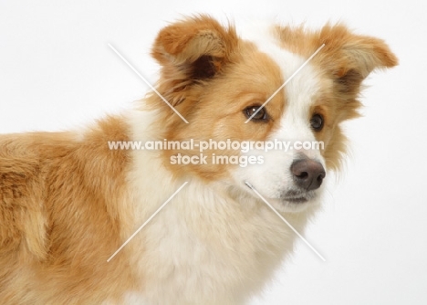 red and white Border Collie