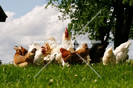 White Rock Rooster and his mixed flock of hens on a sunny day