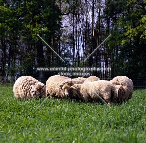 portland sheep at norwood farm