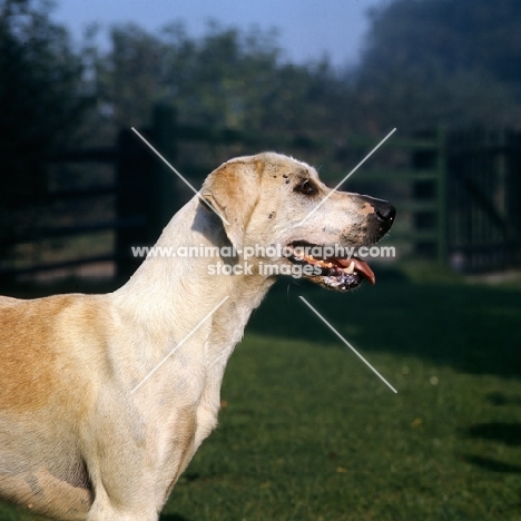 foxhound from vale of aylesbury pack, head study