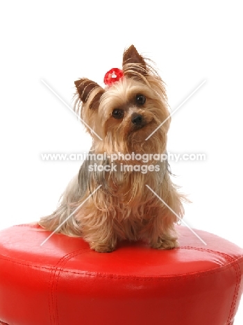 Yorkshire Terrier on red stool