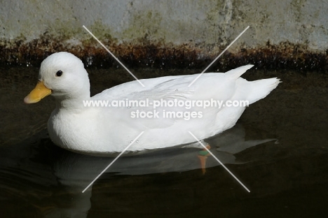 white call duck, side view