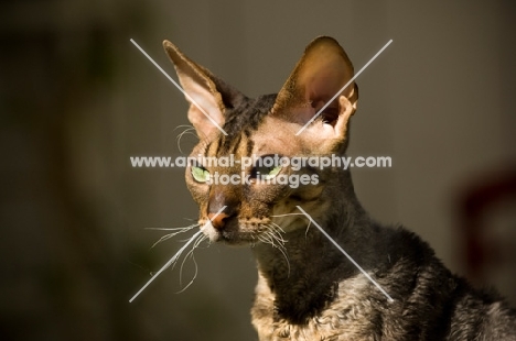 Cornish Rex