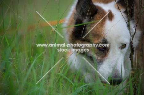 karelian bear dog in a field