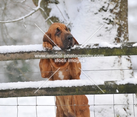 young Bloodhound behind fence in winter