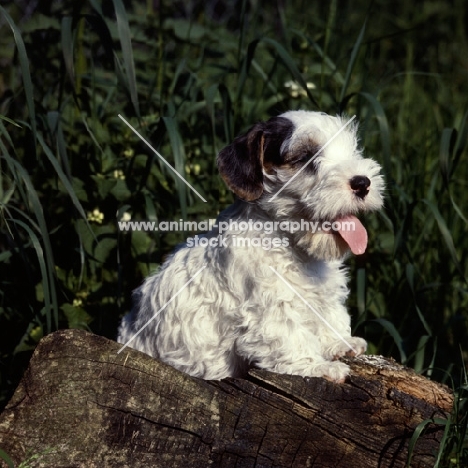 Sealyham terrier puppy