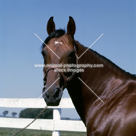 bullet hanover,standardbred stallion at hanover shoe farm