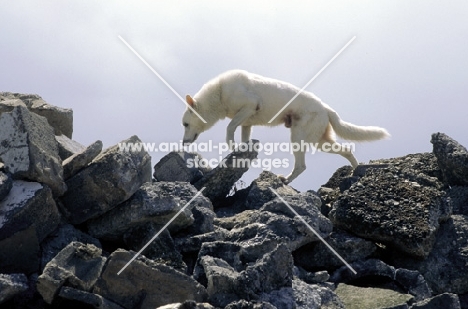 White swiss shepherd, rescue dog on rocks