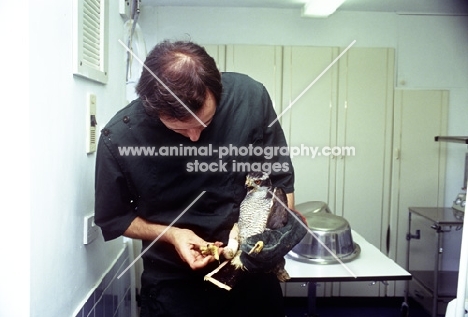 vet, neil forbes, examining an osprey's foot