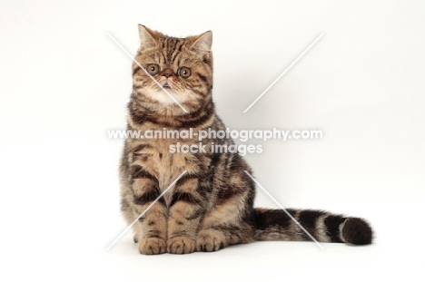 Exotic Shorthair front view, brown classic tabby colour