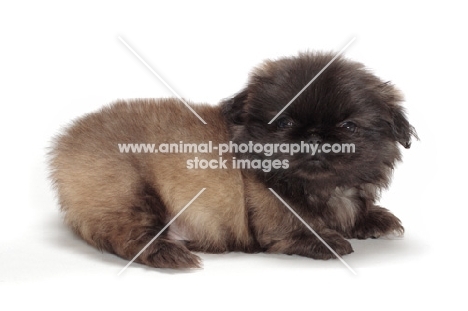 Pekingese puppy on white background