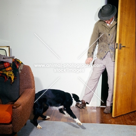 training a border collie to attack intruder for film work