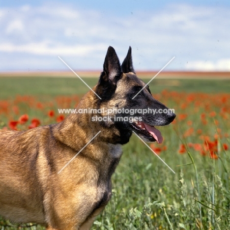 folly, malinois from sabrefield, head study  