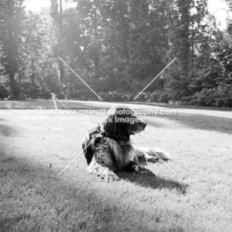 dutch partridge dog lying in park