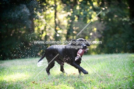 black lab running with toy in mouth