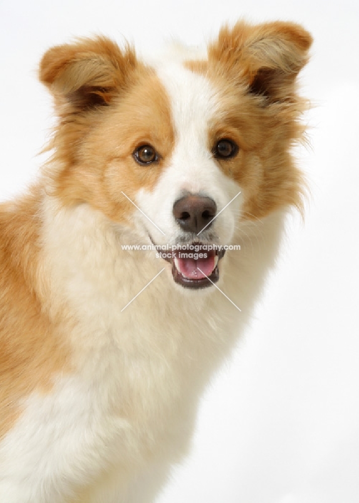 Border Collie looking at camera, Ardenwood Penny