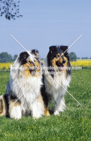 two Collies, one blue merle, one tri-colour