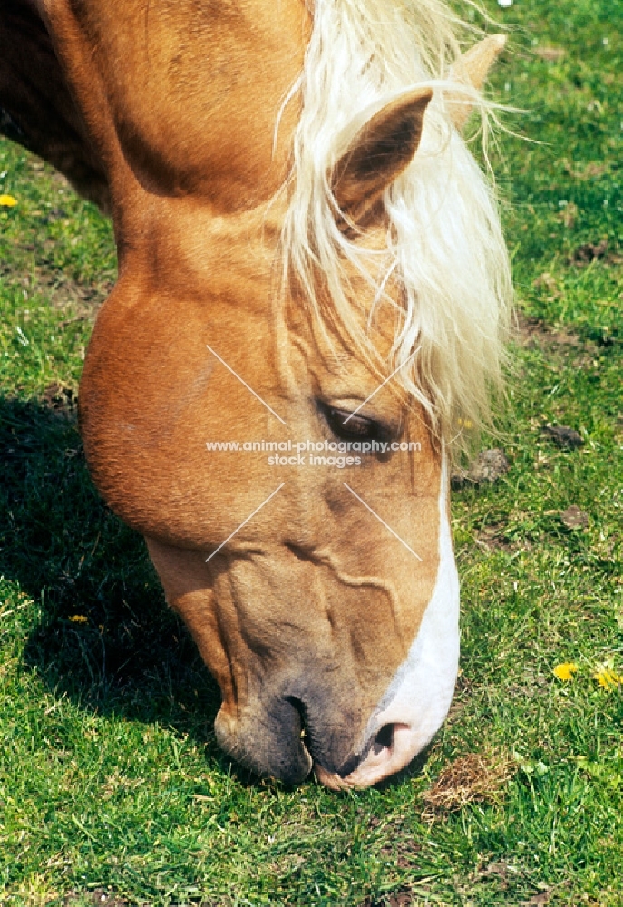 palomino grazing