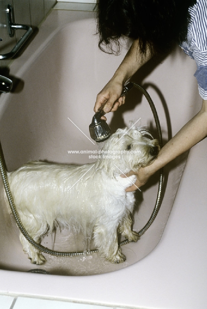 washing a west highland white terrier in the bath