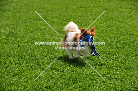 Papillon retrieving