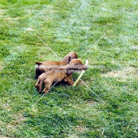 two dachshund miniatures smooth playing with a stick on grass