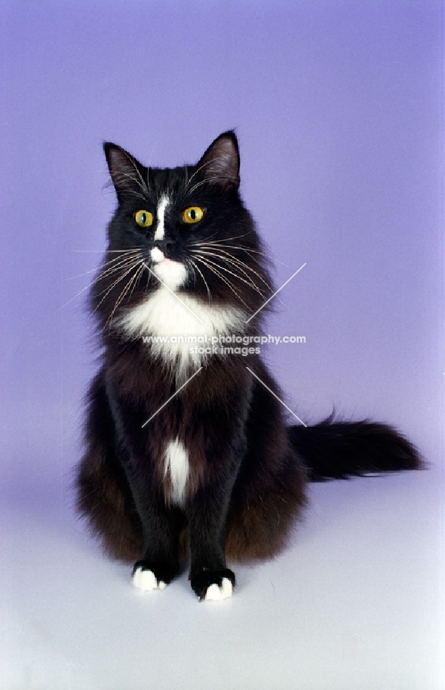 Norwegian Forest cat, black and white