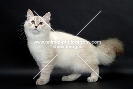 blue lynx point & white Siberian cat