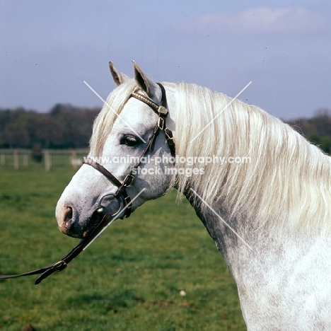 cusop banknote, welsh pony (section b) colt head study, 