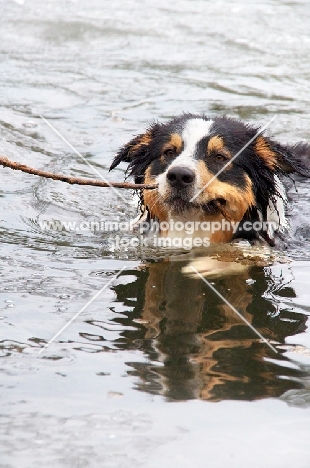 Australian Shepherd retrieving from water