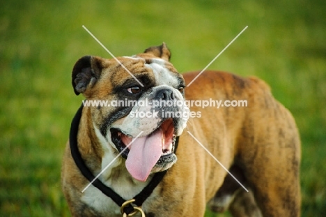 Bulldog, tongue out