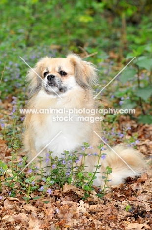 Tibetan Spaniel sitting amongst greenery