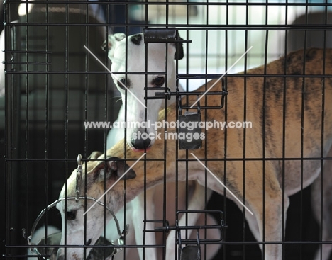 two dogs in a cage