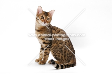 young brown spotted tabby Bengal cat on white background