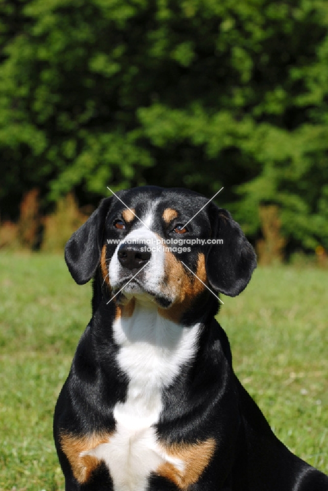 entlebucher sennenhund looking up